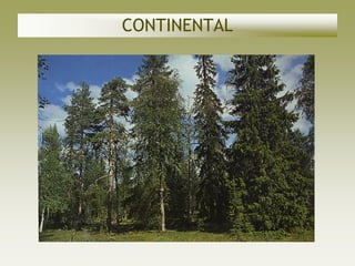 CONTINENTAL
 