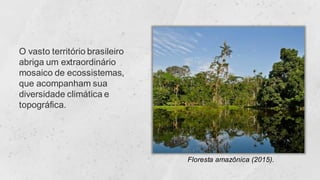 O vasto território brasileiro
abriga um extraordinário
mosaico de ecossistemas,
que acompanham sua
diversidade climática e
topográfica.
Floresta amazônica (2015).
 