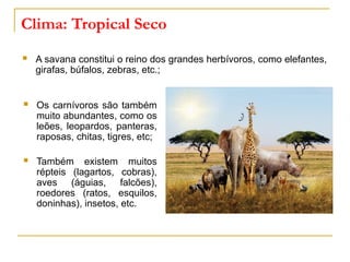 Clima: Tropical Seco
 Os carnívoros são também
muito abundantes, como os
leões, leopardos, panteras,
raposas, chitas, tigres, etc;
 Também existem muitos
répteis (lagartos, cobras),
aves (águias, falcões),
roedores (ratos, esquilos,
doninhas), insetos, etc.
 A savana constitui o reino dos grandes herbívoros, como elefantes,
girafas, búfalos, zebras, etc.;
 