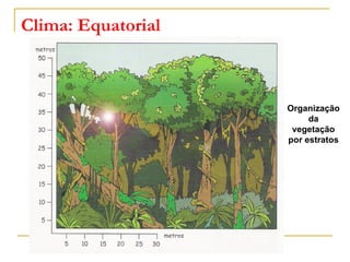 Clima: Equatorial
Organização
da
vegetação
por estratos
 