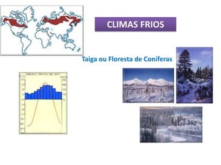 CLIMAS FRIOS


Taiga ou Floresta de Coníferas
 