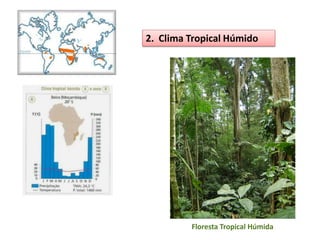 2. Clima Tropical Húmido




         Floresta Tropical Húmida
 