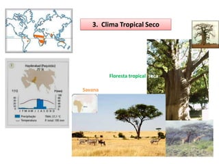 3. Clima Tropical Seco




         Floresta tropical seca

Savana
 