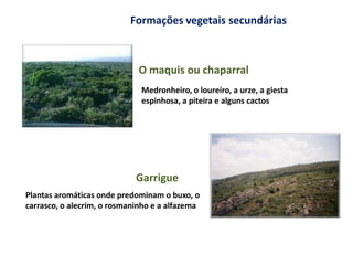 Formações vegetais secundárias



                             O maquis ou chaparral
                              Medronheiro, o loureiro, a urze, a giesta
                              espinhosa, a piteira e alguns cactos




                             Garrigue
Plantas aromáticas onde predominam o buxo, o
carrasco, o alecrim, o rosmaninho e a alfazema
 