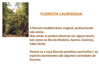 FLORESTA LAURISSILVA


A floresta mediterrânea original, praticamente
não existe.
Mas ainda se podem observar em alguns locais,
tais como na ilha da Madeira, Açores, Canárias,
Cabo Verde.

Chama-se a essa floresta primitiva Laurissilva ( as
espécies dominantes são algumas variedades de
loureiro.
 