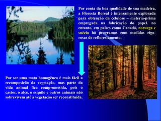 Por conta da boa qualidade de sua madeira,
a Floresta Boreal é intensamente explorada
para obtenção da celulose – matéria-prima
empregada na fabricação do papel. no
entanto, em países como Canadá, noruega e
suécia há programas com medidas rigo-
rosas de reflorestamento.
Por ser uma mata homogênea é mais fácil a
recomposição da vegetação, mas parte da
vida animal fica comprometida, pois o
castor, o alce, o esquilo e outros animais não
sobrevivem até a vegetação ser reconstituída.
 