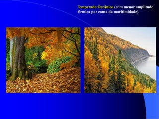Temperado Oceânico (com menor amplitude
térmica por conta da maritimidade).
 