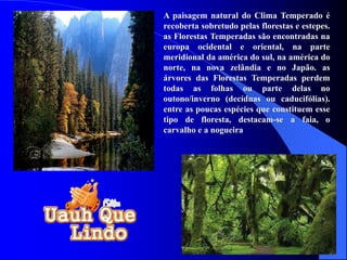 A paisagem natural do Clima Temperado é
recoberta sobretudo pelas florestas e estepes.
as Florestas Temperadas são encontradas na
europa ocidental e oriental, na parte
meridional da américa do sul, na américa do
norte, na nova zelândia e no Japão. as
árvores das Florestas Temperadas perdem
todas as folhas ou parte delas no
outono/inverno (decíduas ou caducifólias).
entre as poucas espécies que constituem esse
tipo de floresta, destacam-se a faia, o
carvalho e a nogueira
 