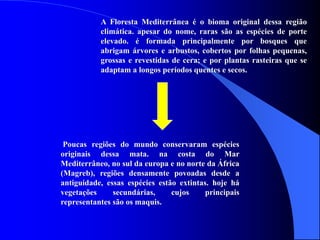 A Floresta Mediterrânea é o bioma original dessa região
climática. apesar do nome, raras são as espécies de porte
elevado. é formada principalmente por bosques que
abrigam árvores e arbustos, cobertos por folhas pequenas,
grossas e revestidas de cera; e por plantas rasteiras que se
adaptam a longos períodos quentes e secos.
Poucas regiões do mundo conservaram espécies
originais dessa mata. na costa do Mar
Mediterrâneo, no sul da europa e no norte da África
(Magreb), regiões densamente povoadas desde a
antiguidade, essas espécies estão extintas. hoje há
vegetações secundárias, cujos principais
representantes são os maquis.
 