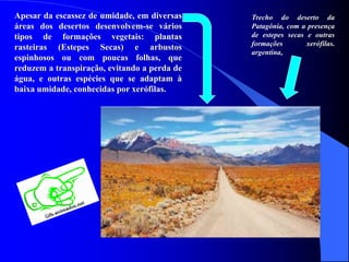 Apesar da escassez de umidade, em diversas
áreas dos desertos desenvolvem-se vários
tipos de formações vegetais: plantas
rasteiras (Estepes Secas) e arbustos
espinhosos ou com poucas folhas, que
reduzem a transpiração, evitando a perda de
água, e outras espécies que se adaptam à
baixa umidade, conhecidas por xerófilas.
Trecho do deserto da
Patagônia, com a presença
de estepes secas e outras
formações xerófilas.
argentina,
 