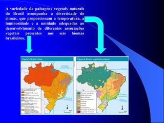 A variedade de paisagens vegetais naturais
do Brasil acompanha a diversidade de
climas, que proporcionam a temperatura, a
luminosidade e a umidade adequadas ao
desenvolvimento de diferentes associações
vegetais presentes nos seis biomas
brasileiros.
 