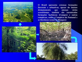 O Brasil apresenta extensas formações
florestais e arbustivas, apesar do intenso
desmatamento que ameaça vários
ecossistemas. também são encontradas
formações herbáceas (Campos) e outras
complexas, como o Complexo do Pantanal e
as litorâneas (como os Mangues)
 