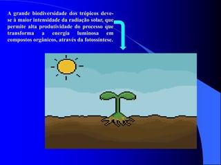 A grande biodiversidade dos trópicos deve-
se à maior intensidade da radiação solar, que
permite alta produtividade do processo que
transforma a energia luminosa em
compostos orgânicos, através da fotossíntese.
 