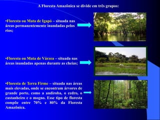 A Floresta Amazônica se divide em três grupos:
•Floresta ou Mata de Igapó – situada nas
áreas permanentemente inundadas pelos
rios;
•Floresta ou Mata de Várzea – situada nas
áreas inundadas apenas durante as cheias;
•Floresta de Terra Firme – situada nas áreas
mais elevadas, onde se encontram árvores de
grande porte, como a andiroba, o cedro, o
castanheiro e o mogno. Esse tipo de floresta
compõe entre 70% e 80% da Floresta
Amazônica.
 