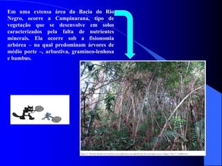 Em uma extensa área da Bacia do Rio
Negro, ocorre a Campinarana, tipo de
vegetação que se desenvolve em solos
caracterizados pela falta de nutrientes
minerais. Ela ocorre sob a fisionomia
arbórea – na qual predominam árvores de
médio porte –, arbustiva, gramíneo-lenhosa
e bambus.
 