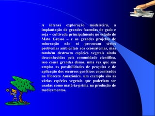 A intensa exploração madeireira, a
implantação de grandes fazendas de gado e
soja – cultivada principalmente no estado de
Mato Grosso – e os grandes projetos de
mineração não só provocam sérios
problemas ambientais aos ecossistemas, mas
também destroem espécies vegetais ainda
desconhecidas pela comunidade científica.
isso causa grandes danos, uma vez que são
amplas as possibilidades de pesquisa e de
aplicação dos recursos genéticos encontrados
na Floresta Amazônica. um exemplo são as
várias espécies vegetais que poderiam ser
usadas como matéria-prima na produção de
medicamentos.
 
