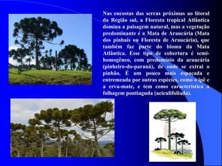 Nas encostas das serras próximas ao litoral
da Região sul, a Floresta tropical Atlântica
domina a paisagem natural, mas a vegetação
predominante é a Mata de Araucária (Mata
dos pinhais ou Floresta de Araucária), que
também faz parte do bioma da Mata
Atlântica. Esse tipo de cobertura é semi-
homogêneo, com predomínio da araucária
(pinheiro-do-paraná), de onde se extrai o
pinhão. É um pouco mais espaçada e
entremeada por outras espécies, como o ipê e
a erva-mate, e tem como característica a
folhagem pontiaguda (aciculifoliada).
 