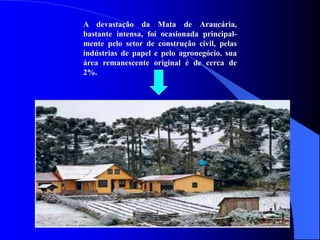 A devastação da Mata de Araucária,
bastante intensa, foi ocasionada principal-
mente pelo setor de construção civil, pelas
indústrias de papel e pelo agronegócio. sua
área remanescente original é de cerca de
2%.
 