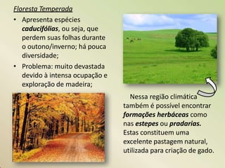 Floresta Temperada
• Apresenta espécies
caducifólias, ou seja, que
perdem suas folhas durante
o outono/inverno; há pouca
diversidade;
• Problema: muito devastada
devido à intensa ocupação e
exploração de madeira;
Nessa região climática
também é possível encontrar
formações herbáceas como
nas estepes ou pradarias.
Estas constituem uma
excelente pastagem natural,
utilizada para criação de gado.
 