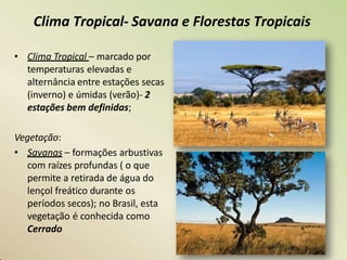 Clima Tropical- Savana e Florestas Tropicais
• Clima Tropical – marcado por
temperaturas elevadas e
alternância entre estações secas
(inverno) e úmidas (verão)- 2
estações bem definidas;
Vegetação:
• Savanas – formações arbustivas
com raízes profundas ( o que
permite a retirada de água do
lençol freático durante os
períodos secos); no Brasil, esta
vegetação é conhecida como
Cerrado
 
