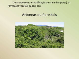 De acordo com a estratificação ou tamanho (porte), as
formações vegetais podem ser:
Arbóreas ou florestais
 