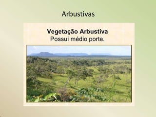 Arbustivas
 