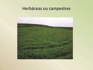 Herbáceas ou campestres
 
