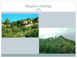 Maquis e Garriga

 