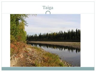 Taiga

 