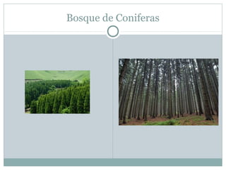 Bosque de Coniferas

 