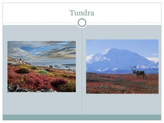 Tundra

 