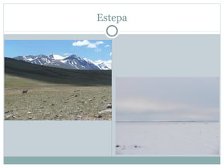 Estepa

 