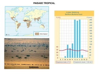 PAISAXE TROPICAL

SABANA

 
