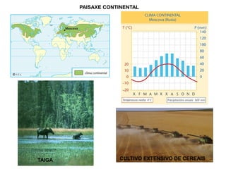 PAISAXE CONTINENTAL

TAIGA

CULTIVO EXTENSIVO DE CEREAIS

 