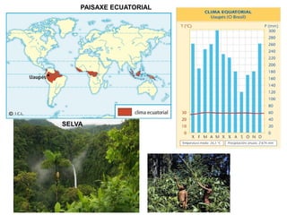 PAISAXE ECUATORIAL

SELVA

 