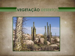VEGETAÇÃO DESERTOS

 