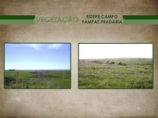 VEGETAÇÃO

ESTEPE CAMPO
PAMPAS PRADARIA

 