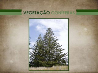 VEGETAÇÃO CONÍFERAS

 