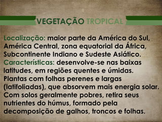 VEGETAÇÃO TROPICAL
Localização: maior parte da América do Sul,
América Central, zona equatorial da África,
Subcontinente Indiano e Sudeste Asiático.
Características: desenvolve-se nas baixas
latitudes, em regiões quentes e úmidas.
Plantas com folhas perenes e largas
(latifoliadas), que absorvem mais energia solar.
Com solos geralmente pobres, retira seus
nutrientes do húmus, formado pela
decomposição de galhos, troncos e folhas.

 