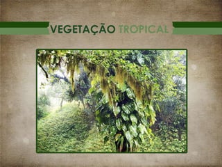 VEGETAÇÃO TROPICAL

 