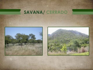 SAVANA/ CERRADO

 