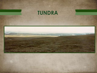 TUNDRA

 