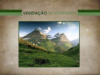 VEGETAÇÃO DE MONTANHA

 