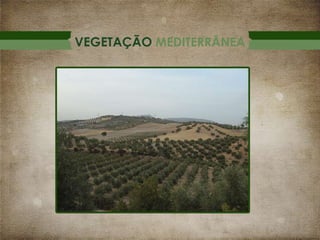 VEGETAÇÃO MEDITERRÂNEA

 