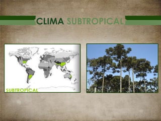 CLIMA SUBTROPICAL

 