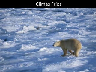 Climas Fríos
 