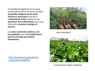 La densidad de población en las zonas
ecuatoriales de África y América es baja y
los pueblos indígenas de las selvas
africanas y americanas viven de la
recolección de frutos y practican una
agricultura muy rudimentaria, por lo que
sobreviven sin poner en peligro el
entorno.
Las zonas ecuatoriales asiáticas están
muy pobladas y allí se ha talado buena
parte de la jungla para instalar
plantaciones.
PLANTACIÓN DE TABACO, INDONESIA
TRIBU AMAZÓNICA
http://www.fao.org/zhc/detail-
events/es/c/1028079/
 