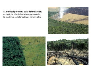 El principal problema es la deforestación,
es decir, la tala de las selvas para vender
la madera o instalar cultivos comerciales.
 