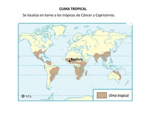 CLIMA TROPICAL
Se localiza en torno a los trópicos de Cáncer y Capricornio.
 