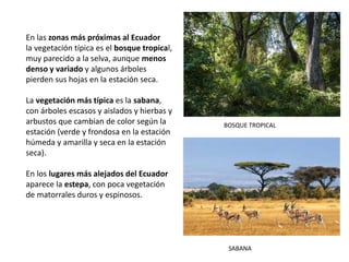 En las zonas más próximas al Ecuador
la vegetación típica es el bosque tropical,
muy parecido a la selva, aunque menos
denso y variado y algunos árboles
pierden sus hojas en la estación seca.
La vegetación más típica es la sabana,
con árboles escasos y aislados y hierbas y
arbustos que cambian de color según la
estación (verde y frondosa en la estación
húmeda y amarilla y seca en la estación
seca).
En los lugares más alejados del Ecuador
aparece la estepa, con poca vegetación
de matorrales duros y espinosos.
BOSQUE TROPICAL
SABANA
 